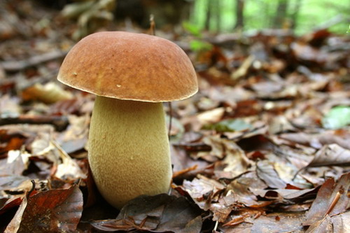 ..Mushroom..