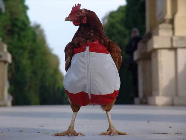 chicken clothing