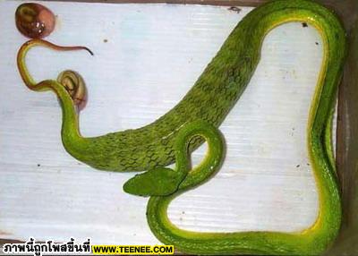 เคยเห็นงูเขียว ออกลูกกันหรือเปล่า ??