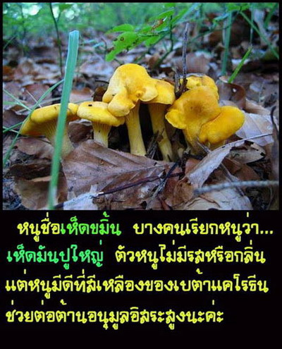 เรื่องของเห็ด 