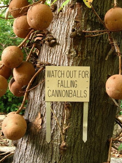 ต้นลูกปืนใหญ่ หรือต้นแคนนอนบอล (Cannon-ball Tree)