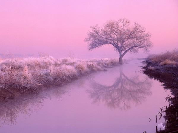 Colourful Trees