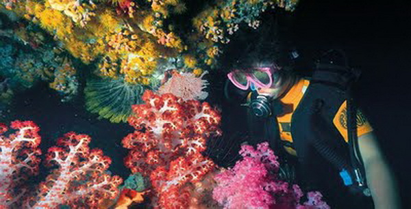 แนวปะการัง สวยๆ