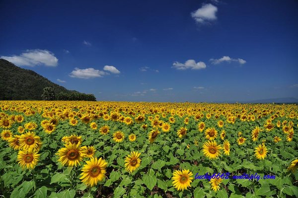 ทุ่งทานตะวัน