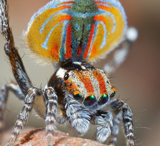 แมงมุมนกยูง Peacock spider 