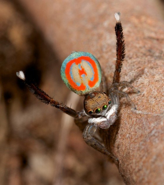 แมงมุมนกยูง Peacock spider 