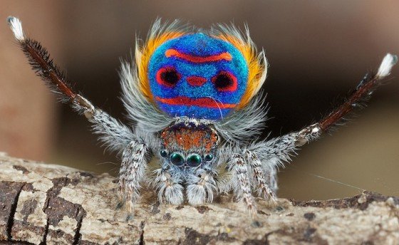 แมงมุมนกยูง Peacock spider 