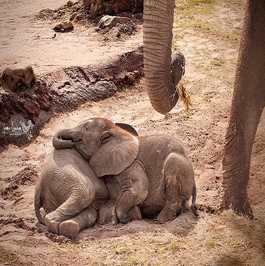 รวมภาพสัตว์น่ารักๆ ใช้เพื่อนเป็นหมอน