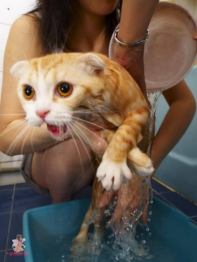 เมื่อแมวเหมียว อาบน้ำ