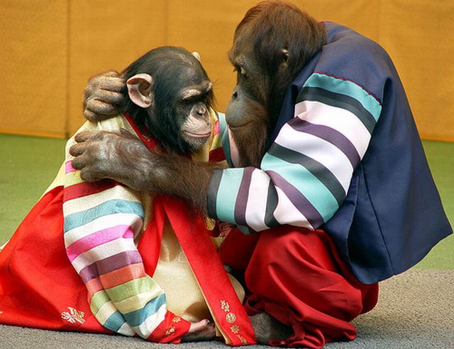 chimpanzee and orangutan