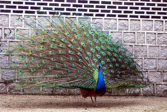 peacock