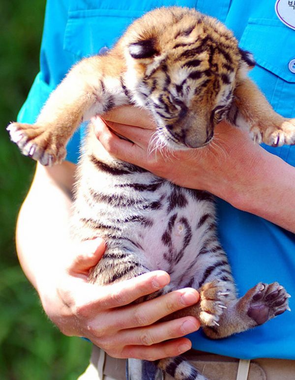 new born tiger