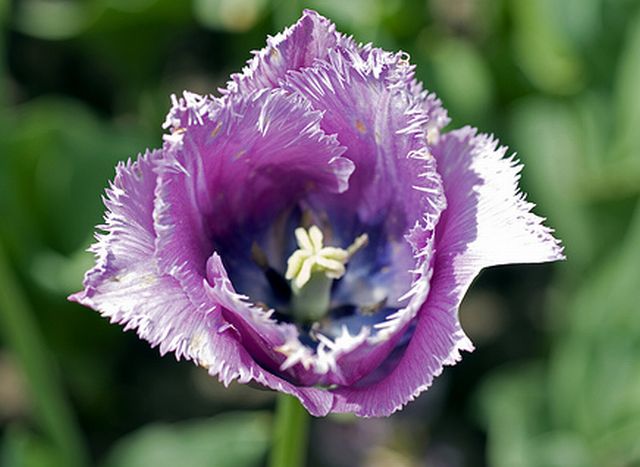 ทิวลิปปลายกลีบรุ่งริ่ง (fringed tulip) # 2