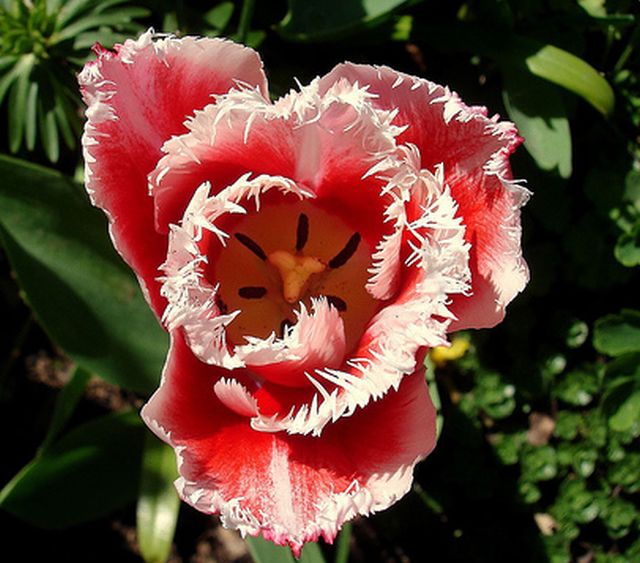 ทิวลิปปลายกลีบรุ่งริ่ง (fringed tulip) # 2