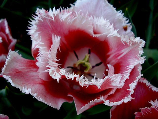 ทิวลิปปลายกลีบรุ่งริ่ง (fringed tulip) # 2
