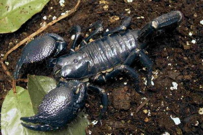 Centipede vs Tarantula vs Scorpion