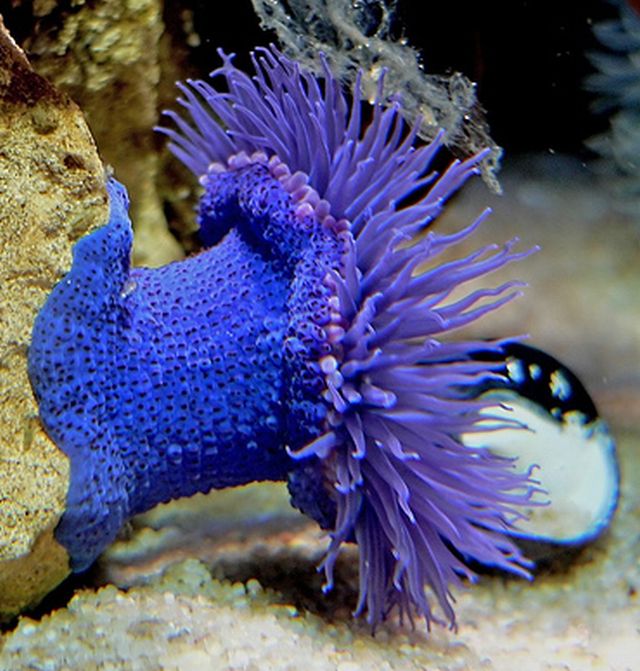 ดอกไม้แห่งท้องทะเล (Sea anemone)