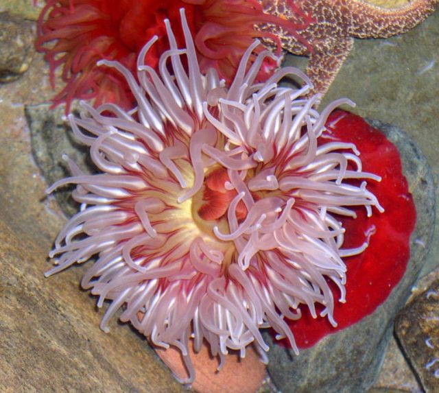 ดอกไม้แห่งท้องทะเล (Sea anemone)