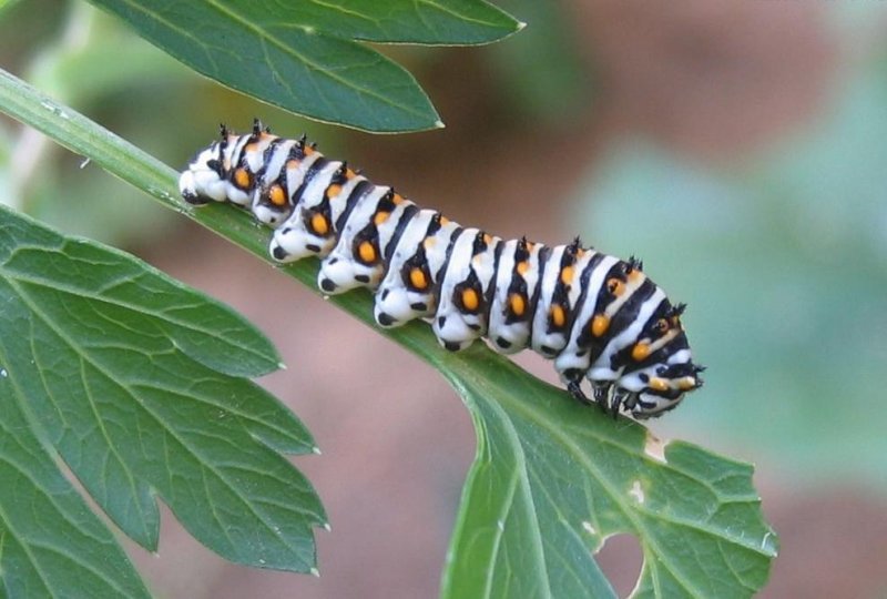 บุ้งหรือหนอนผีเสื้อ ( Caterpillar ) 