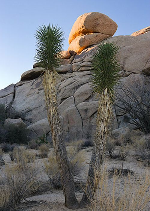 Joshua Tree National Park