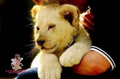 ลูกสิงโต สีขาว ..!!