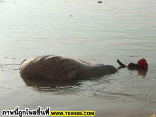 Khongka River life of India