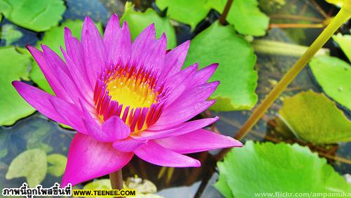 Lovely Pink Lotus