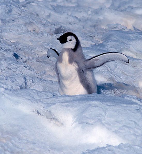 เพนกวิน น่ารัก
