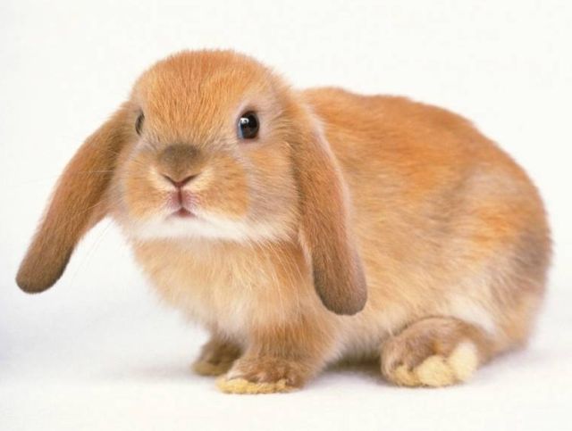 กระต่ายตัวน้อย น่ารัก