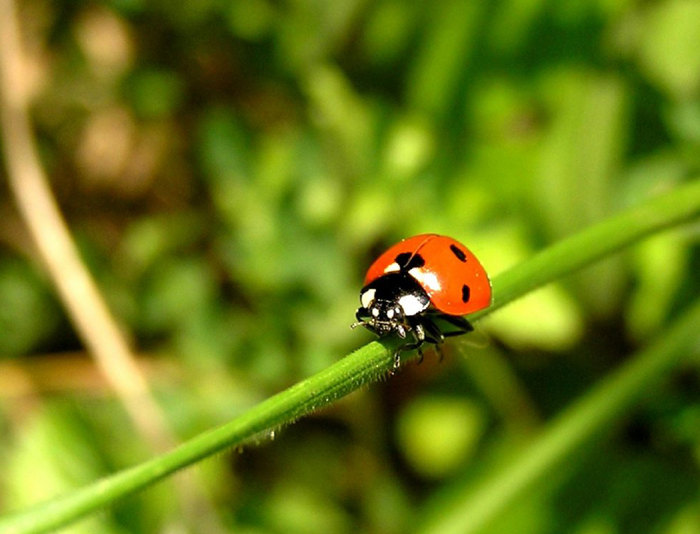 lady bug •°•.° ღ.