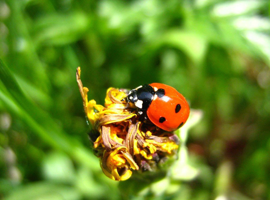 lady bug •°•.° ღ.