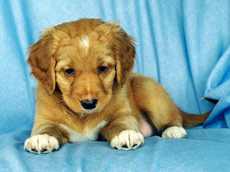 Lovely Puppy •°•.° ღ. 2