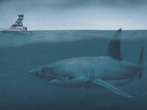 ขนาดของฉลาม เมื่อเทียบกับเรือหาปลา