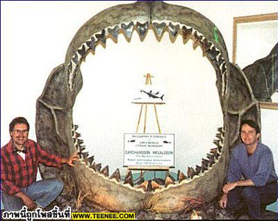 ขนาดของปากปลาฉลาม