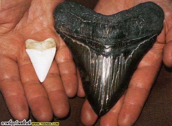 ทางซ้าย(ซ้ายตามหน้าจอ)ฟันปลาฉลามขาวโตเต็มวัย ขวา(ขวาด้านหน้าจอ)ขนาดฟันของปลาฉลามเมกาโลดอนโตเต็มวัย