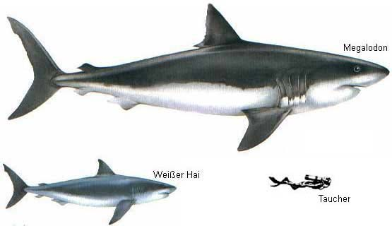 ภาพเทียบขนาดปลาฉลามกับมนุษย์