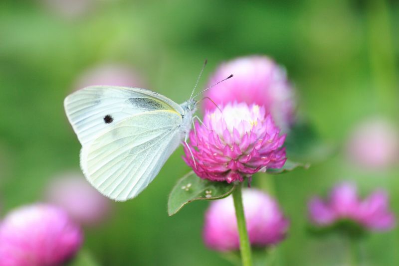 ดอกบานไม่รู้โรย (Globe Amaranth)