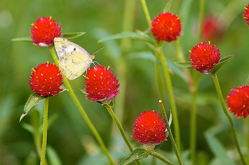 ดอกบานไม่รู้โรย (Globe Amaranth)