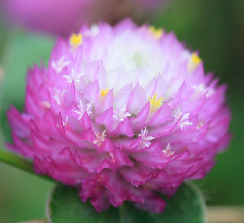 ดอกบานไม่รู้โรย (Globe Amaranth)