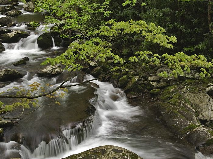 Stream Great Smoky Mountains National Park Tennessee