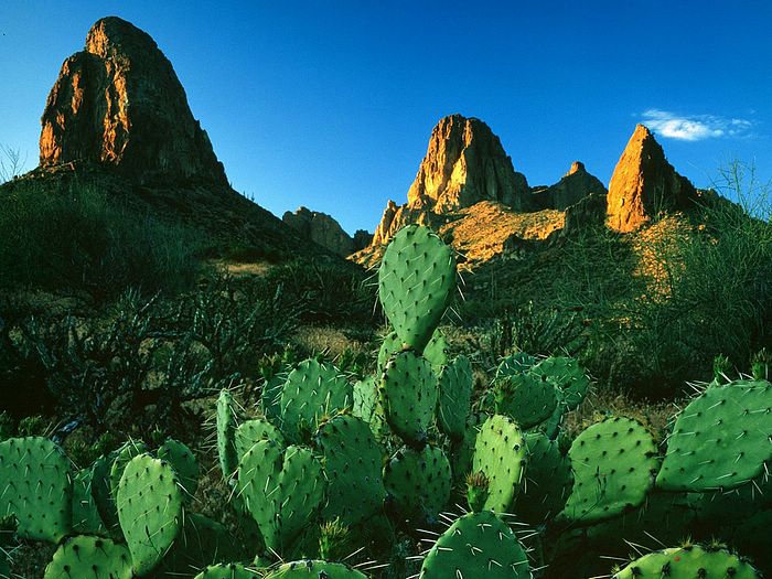 Sunrise Light on Prickly Pear Cacti and the Superstition Mountains Apache Trail Arizona