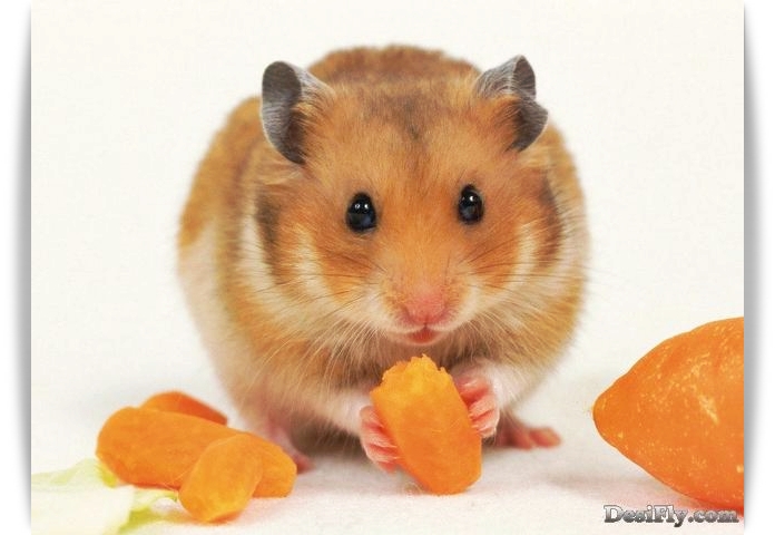 ♥ Cutie Hamster ♥ 