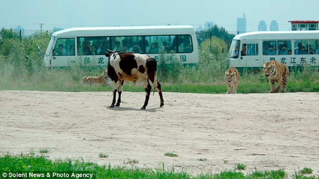 ♣ สวนสัตว์จีนนำวัวเป็นๆให้เสือรุมขย้ำโชว์นักท่องเที่ยว ♣ 
