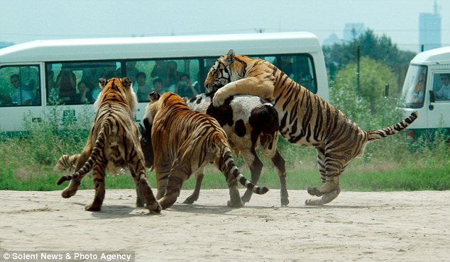 ♣ สวนสัตว์จีนนำวัวเป็นๆให้เสือรุมขย้ำโชว์นักท่องเที่ยว ♣ 