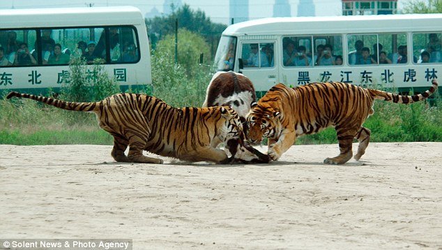 ♣ สวนสัตว์จีนนำวัวเป็นๆให้เสือรุมขย้ำโชว์นักท่องเที่ยว ♣ 