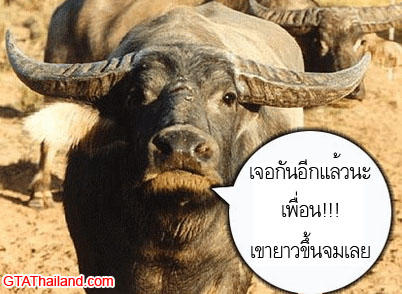 เห็นแล้วรับรองต้อง....จี๊ด