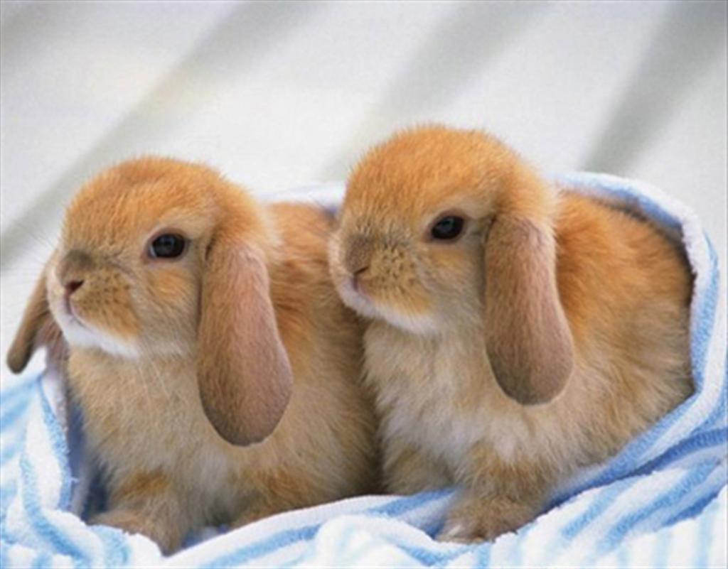 กระต่ายน้อยน่ารัก..