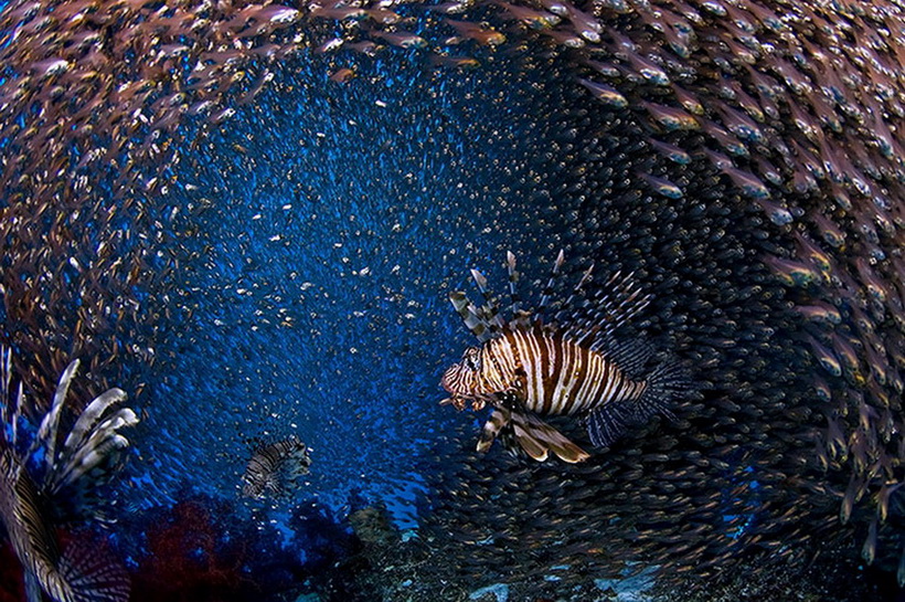 ภาพถ่ายสวยแปลกใต้น้ำ...ที่เราไม่ค่อยจะได้เห็น