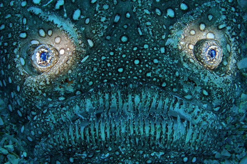 ภาพถ่ายสวยแปลกใต้น้ำ...ที่เราไม่ค่อยจะได้เห็น