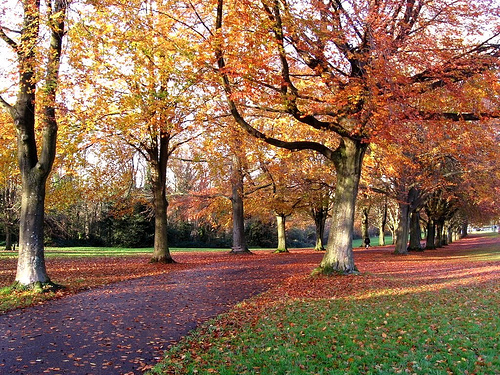 Autumn Scenery